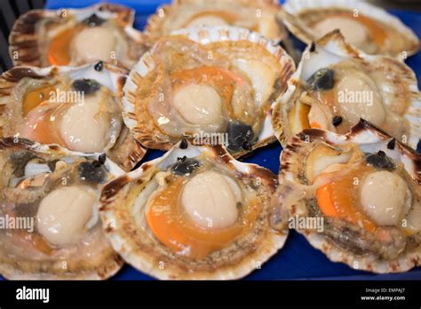 Scottish Scallops In Their Shell Stock Photo Alamy
