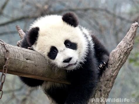 Cute Black And White Panda Colors Photo 34704880 Fanpop