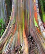 Eucalyptus deglupta "Rainbow Eucalyptus" - Buy Online at Annie's Annuals
