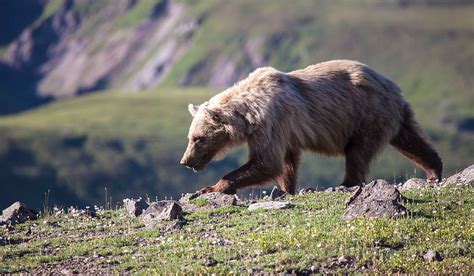 Wyoming To Petition For Delisting Of Grizzly Bears