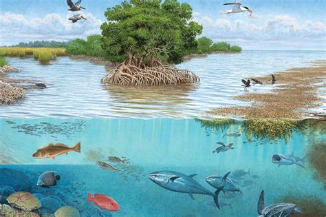 Marine Ecosystems National Geographic Society