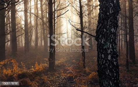 Free Photos Nature Moor Forest Away Hiking Black Forest Path Gaby Stein