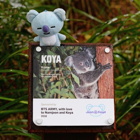 Introducing Koya The Koala Joeykoya Received Her Name From The Bts