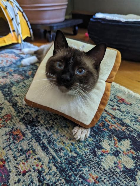 Bread Cat Cat Breading Know Your Meme