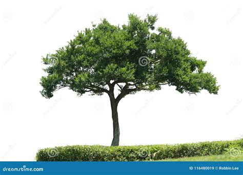 Beautifull Green Tree On A White Background In High Definition Stock