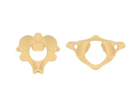 Atlas And Axis Vertebrae Parts Quiz