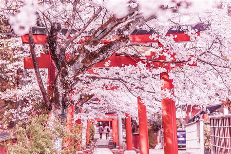Kyoto Cherry Blossoms Takenaka Inari Shrine Inari Cherry Blossom Shrine