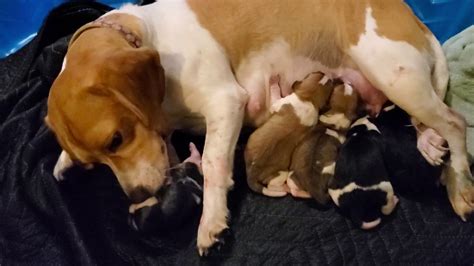 You are giving up a new. Beagle dog giving birth - YouTube
