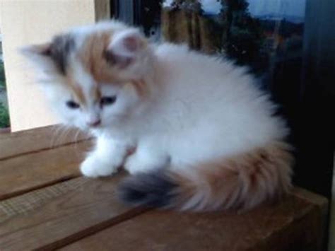 Charming Calico Van Kitten Sold For Sale Adoption From Selangor Ampang