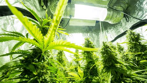 How to Control Your Indoor Grow Environment - Lighting, Humidity ...