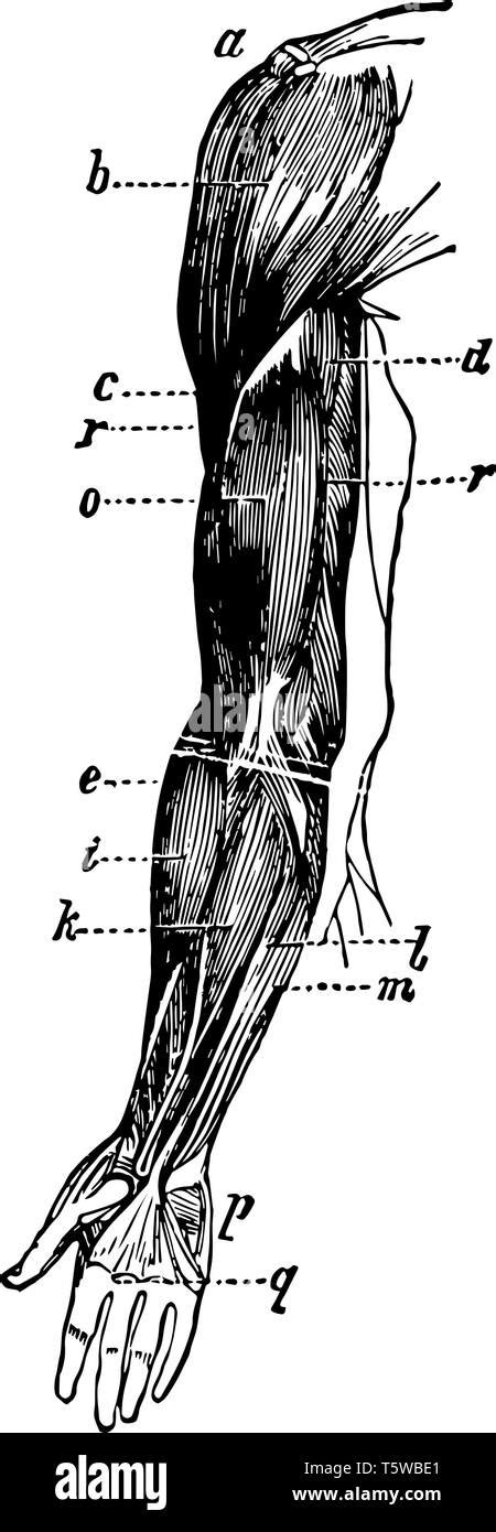 This Illustration Represents Arm Muscles Vintage Line Drawing Or Engraving Illustration Stock
