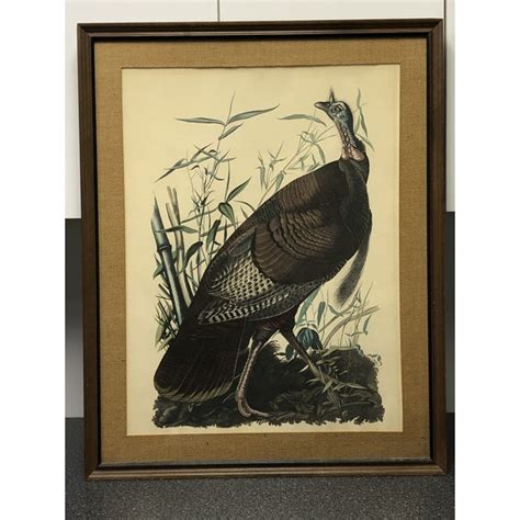 vintage penn print edition audubon wild turkey reproduction print 20x26 chairish