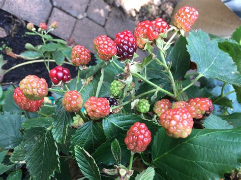 They need well draining soil, lots of sun, and a little tlc here and there. Growing Blackberries in Central Texas | Backbone Valley ...