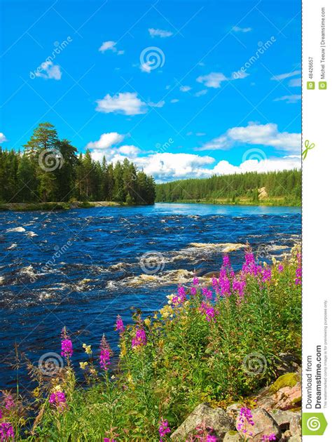 Swedish Summer Nature Stock Photo Image 48426657