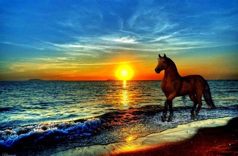 Horse On Beach Wallpapers Top Free Horse On Beach Backgrounds