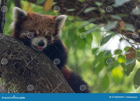 Red Panda Sticking Its Tongue Out Stock Image Image Of Herbivorous