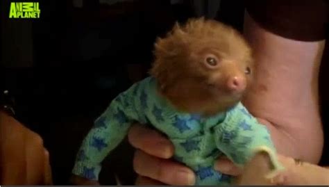 Baby Sloth In A Onesie Oh My Cute Baby Sloths Baby Sloth Baby