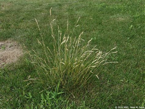 Festuca Rubra Red Fescue Minnesota Wildflowers