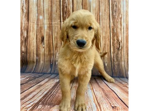 The cost to buy a golden retriever varies greatly and depends on many factors such as the breeders' location, reputation, litter size, lineage of the puppy, breed popularity (supply and demand), training, socialization efforts, breed lines and much. Golden Retriever-DOG-Female-Golden-2791676-Petland Las ...
