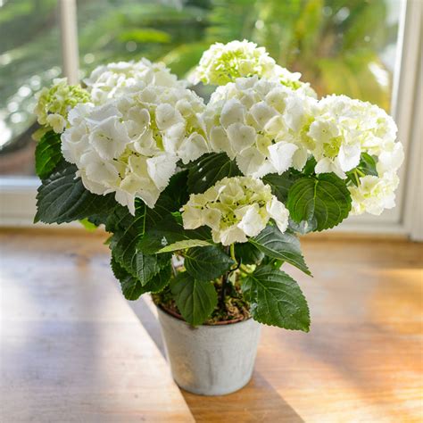 Plant ~ White Potted Hydrangea Plant ~ Next Day Flower Delivery Uk