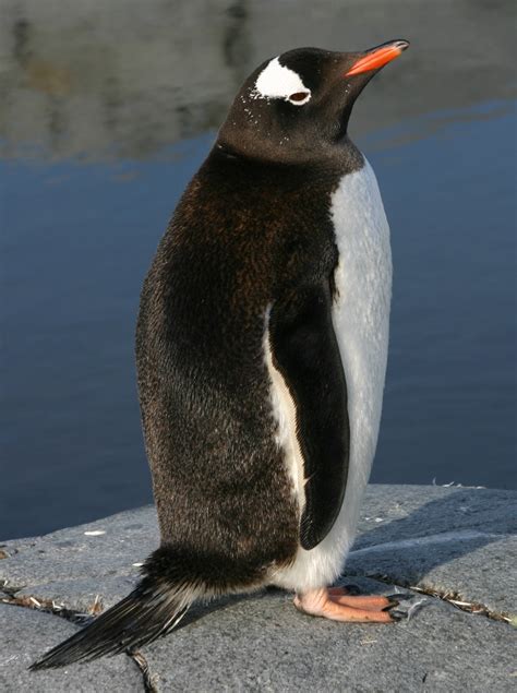 Uganda Antarctica Penguins Lorin