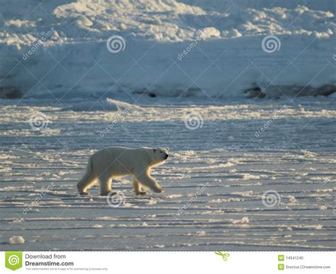 Polar Bear King Of The Arctic Stock Photo Image Of