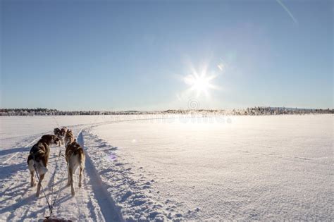 Dog Sledding In Lapland Stock Image Image Of Arctic 90176195