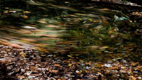 Swirling Leaves Photograph By Claus Siebenhaar Fine Art America