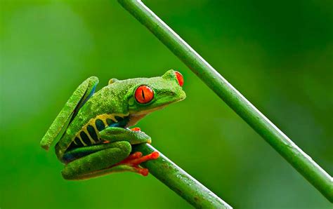Red Eyed Tree Frog Photos: How to Capture Your Own