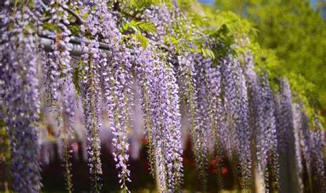 Wisteria promo codes & coupons, december 2020. Codes For Wisteria / Shades Of Wisteria Color C9a0dc Hex ...