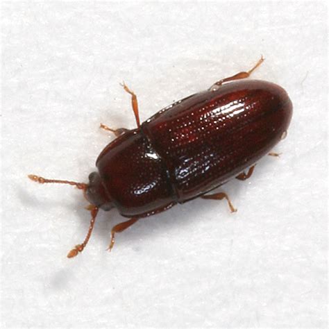 Small Brown Beetle Philothermus Glabriculus Bugguidenet