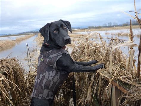 Black Lab Duck Hunting Wallpapers Wallpaper Cave