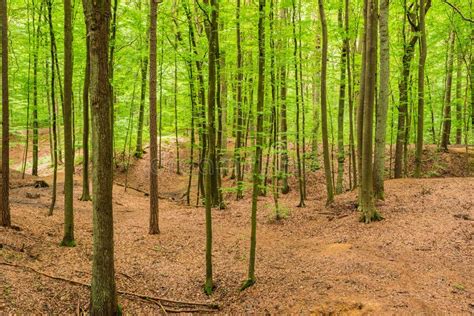 Hilly Green Forest Landscape Stock Photo Image Of Bright Backgrounds