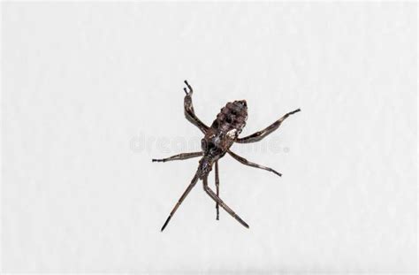 A Bug With 6 Legs And A Large Pair Of Antenna Stock Image Image Of
