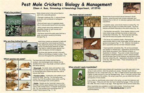 Mole Cricket Poster University Of Florida Entomology And