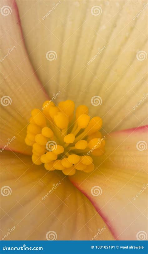 Extreme Close Up Of A Colourful Flower Stamen And Stigma Stock Image