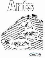 Ant Coloring Kids Ants Pages Activities Preschool Science Maze Kindergarten School Montessori Worksheets Tunnel Farm Printable Insect Insects sketch template