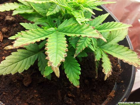 Why Cannabis Leaves Turn Brown 3 Common Causes And How To Prevent Them