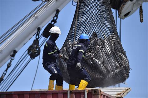 Pescar por seguridad Enfrentarse a la pesca ilegal en América Latina Diálogo Américas