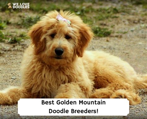10 Best Golden Mountain Doodle Breeders 2023 We Love Doodles