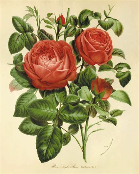 Red Rose Antique Prints Wall Decor Flower Decor Botanical