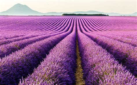 Hd Wallpaper Valensole Provence France Purple Flowers Lavender