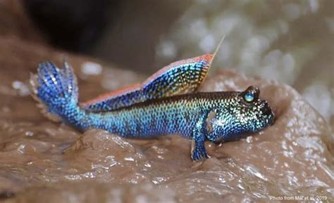 Mudskipper Mystery Tracing True Evolutionary Origins Fishbio