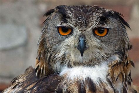 Eurasian Eagle Owl Big Animals