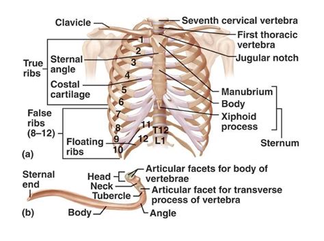 Anatomy Of The Cardiovascular System Thoracic Cage Function Structure