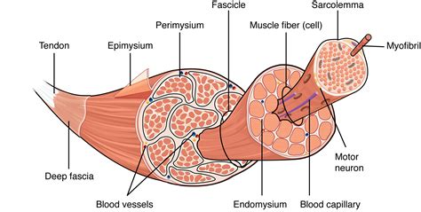 Skeletal Muscle Structure Skeletal Muscle Anatomy Skeletal Muscle Muscle Anatomy