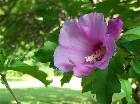 Rose Of Sharon Wikiwand