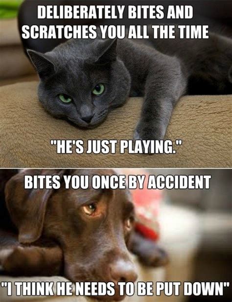 Cat And Dog Memes Funny Dog Memes Cat Quotes Funny