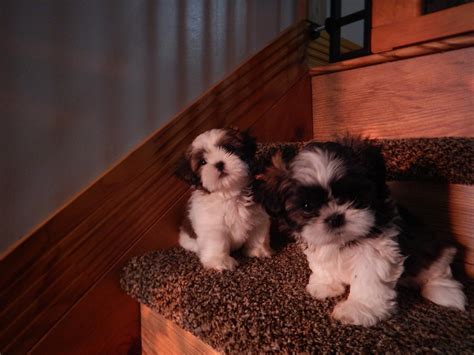 Very easy to train and are playful, lively and inquisitive.when buying a new puppy , please keep in mind that it is like bringing a new family member home. Shih Tzu Puppies For Sale | Jacksonville, FL #247068