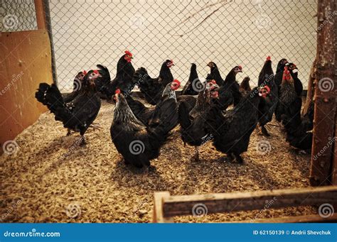 Chickens And Roosters At Cage Stock Image Image Of Chicken Cage